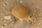 Golden Spiny Mouse   